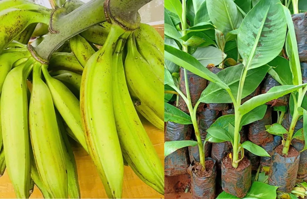 Giá cây giống chuối Tá Quạ cấy mô 