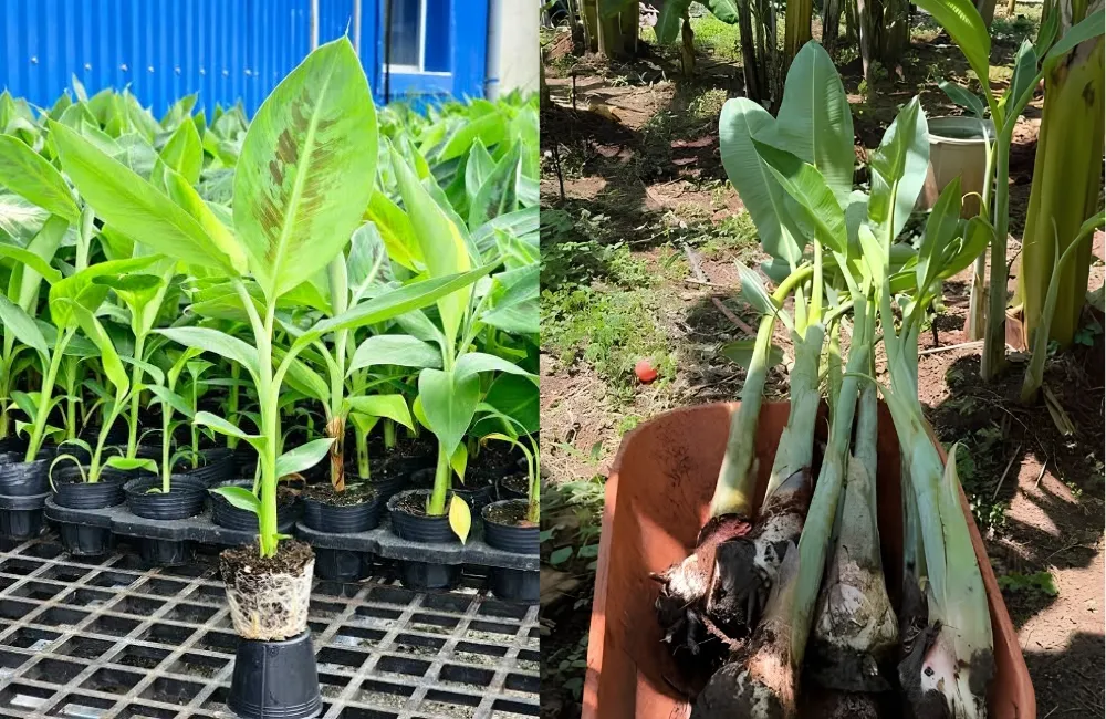 Giá cây giống chuối Tá Quạ cấy mô