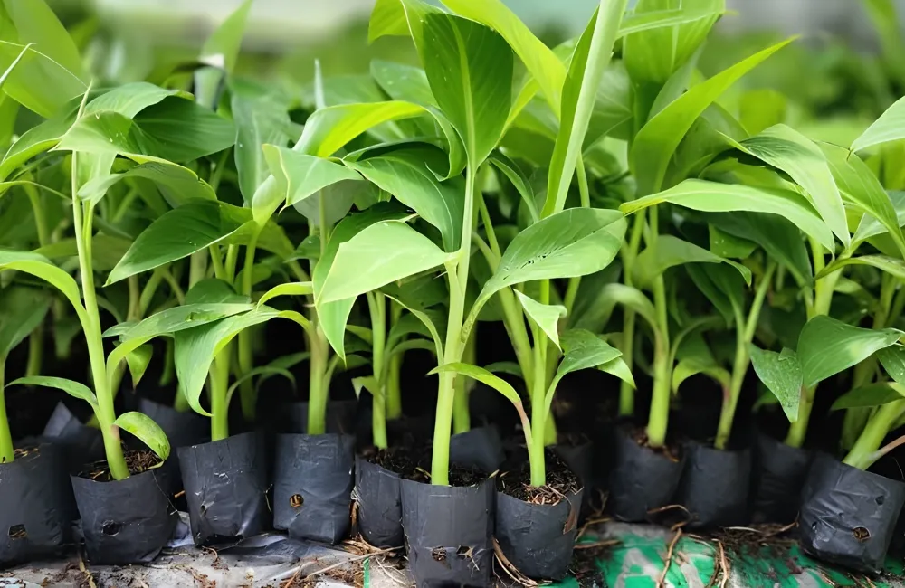 Giá cây giống chuối Tá Quạ cấy mô
