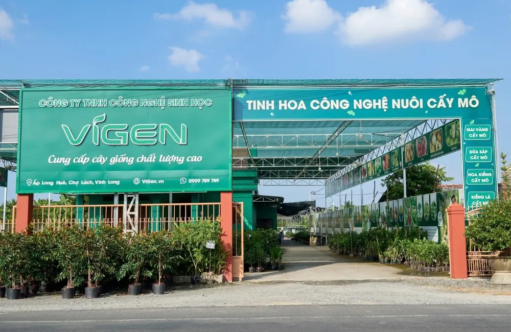 Giá cây giống chuối Tá Quạ cấy mô