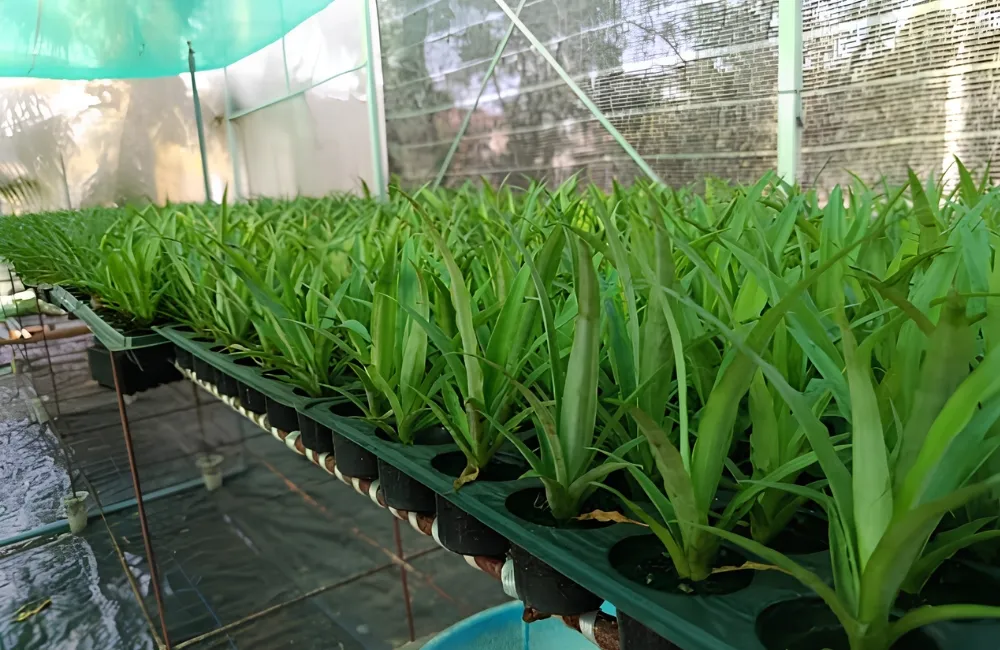 Giá cây giống dứa Pinkglow
