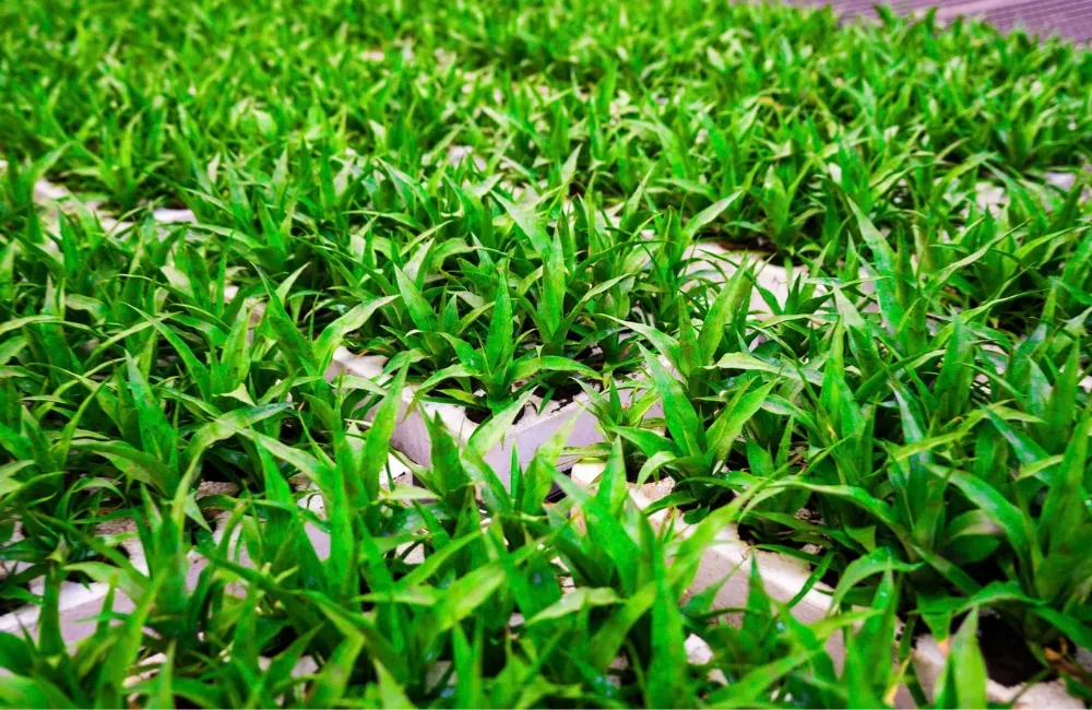Giá cây giống dứa Pinkglow