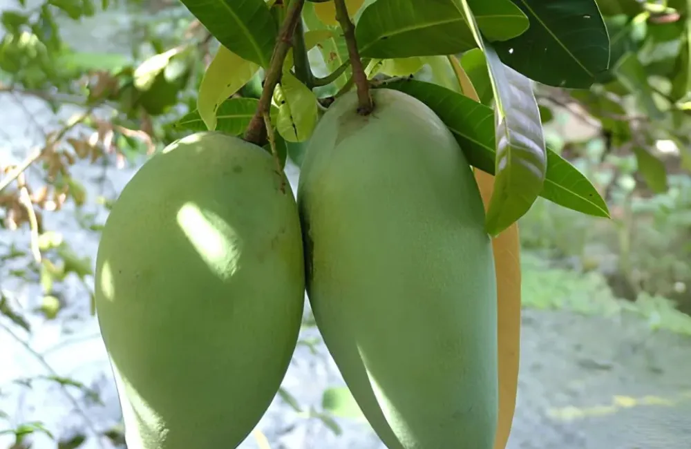 Giá cây giống Xoài Hạ Tuyết Đài Đông 