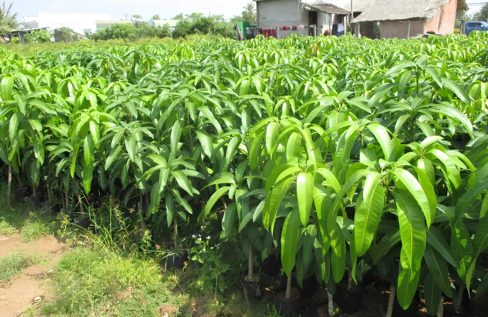 Giá cây giống Xoài Hạ Tuyết Đài Đông