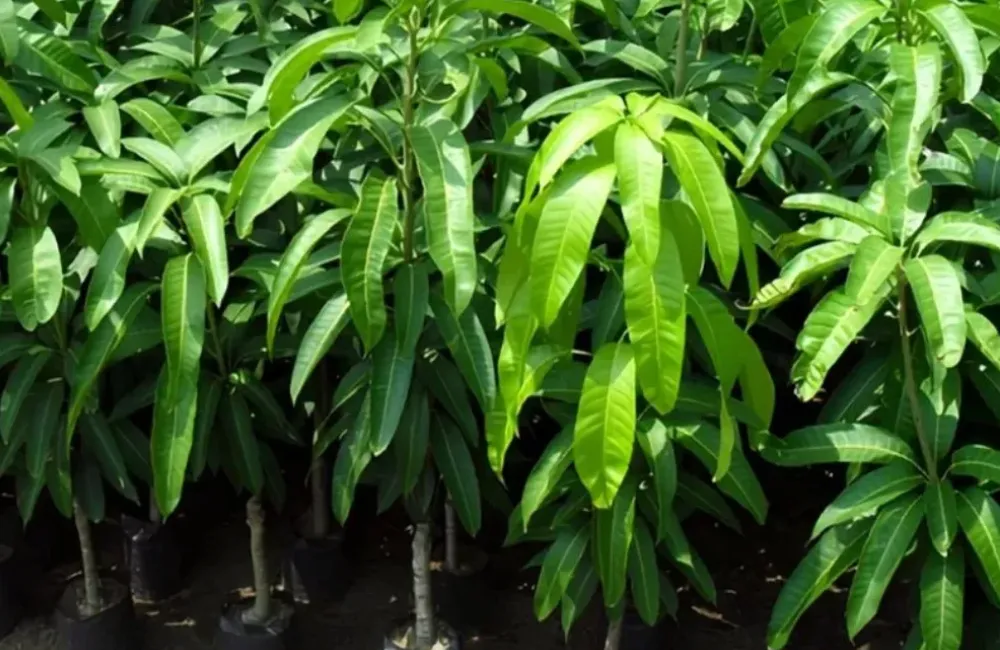 Giá cây giống Xoài Hạ Tuyết Đài Đông
