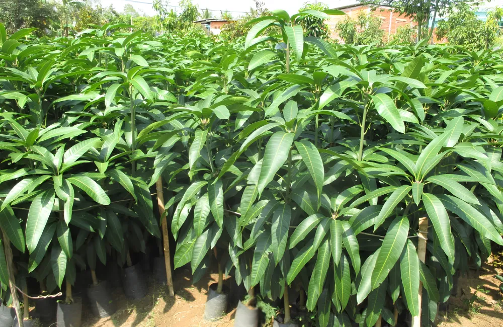 Giá cây giống Xoài Hạ Tuyết Đài Đông