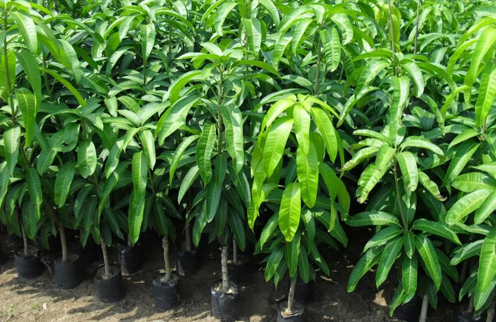Giá cây giống Xoài Hạ Tuyết Đài Đông