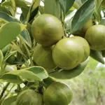 Giá cây giống Tắc Cẩm Thạch và hiệu quả kinh tế khi trồng