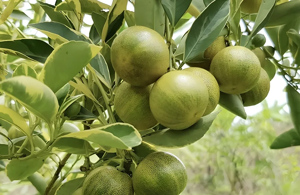 Giá cây giống Tắc Cẩm Thạch