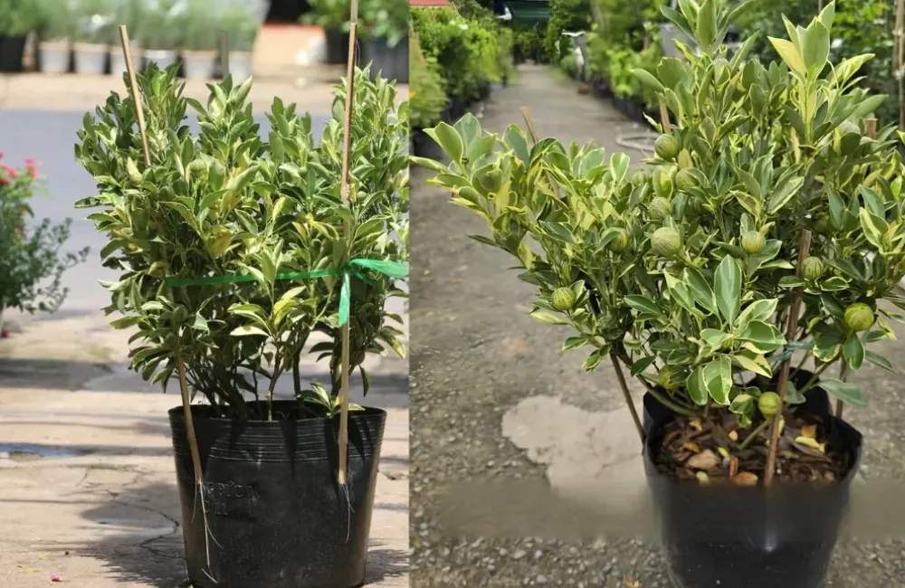 Giá cây giống Tắc Cẩm Thạch