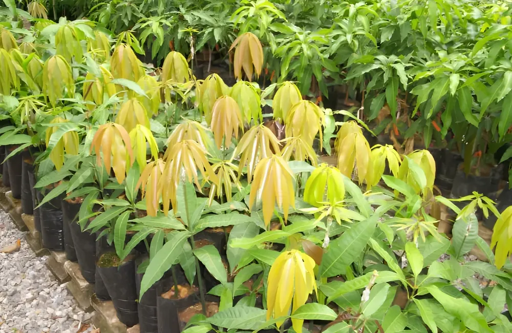 Giá cây giống xoài Alphonso