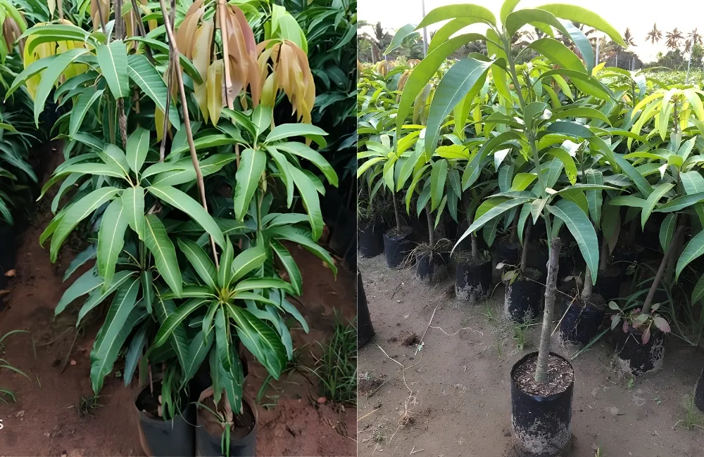 Giá cây giống xoài Alphonso