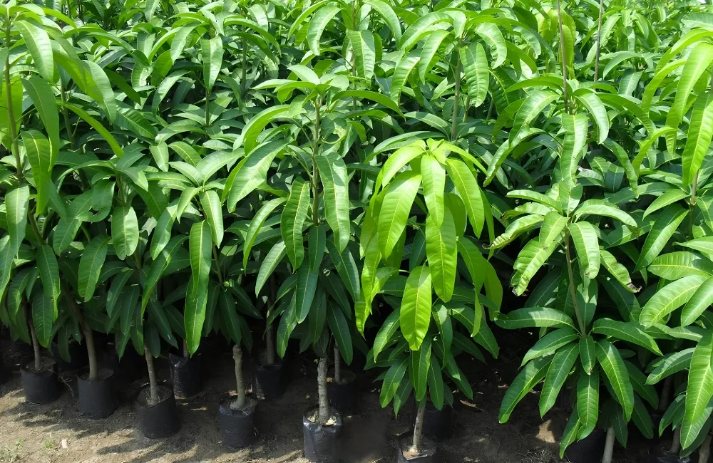 Giá cây giống xoài Alphonso