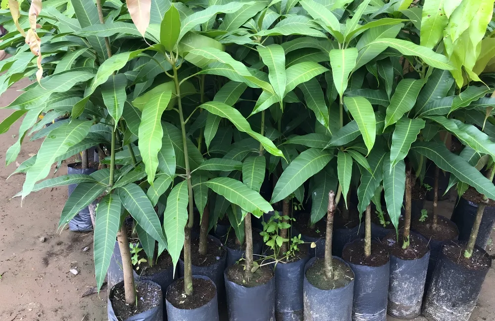 Giá cây giống xoài Alphonso