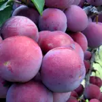 Giá Mận Tam Hoa Và Tiềm Năng Phát Triển Kinh Tế