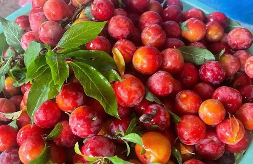 Giá Mận Tam Hoa