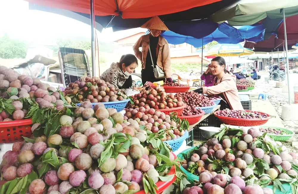 Giá Mận Tam Hoa