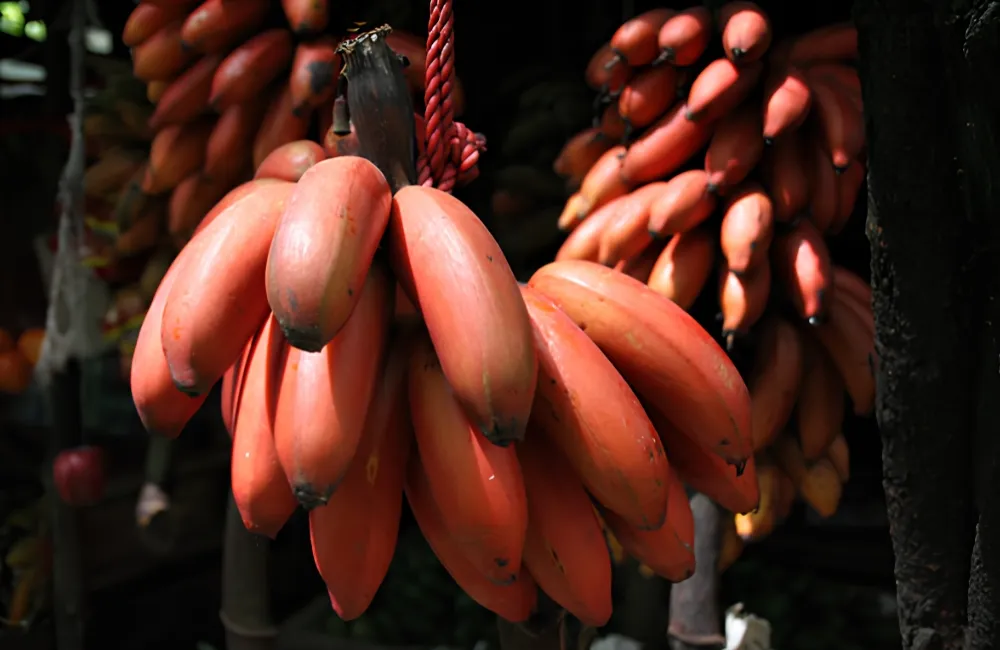 Giá trị chuối Cau Đỏ