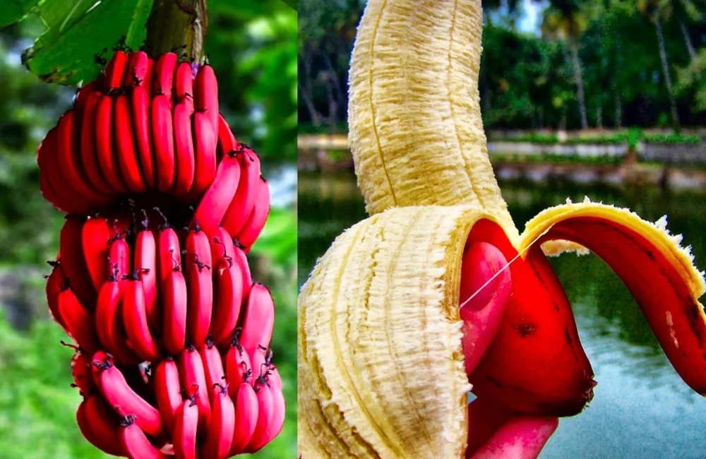 Giá trị chuối Cau Đỏ