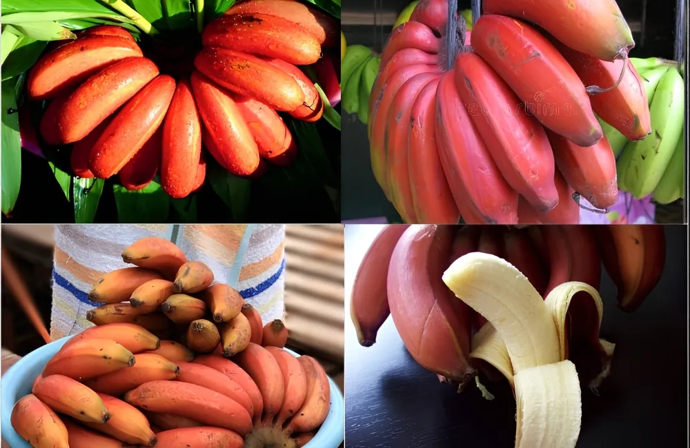 Giá trị chuối Cau Đỏ