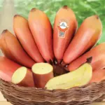 Giá trị Chuối Cau Đỏ và ứng dụng trong đời sống