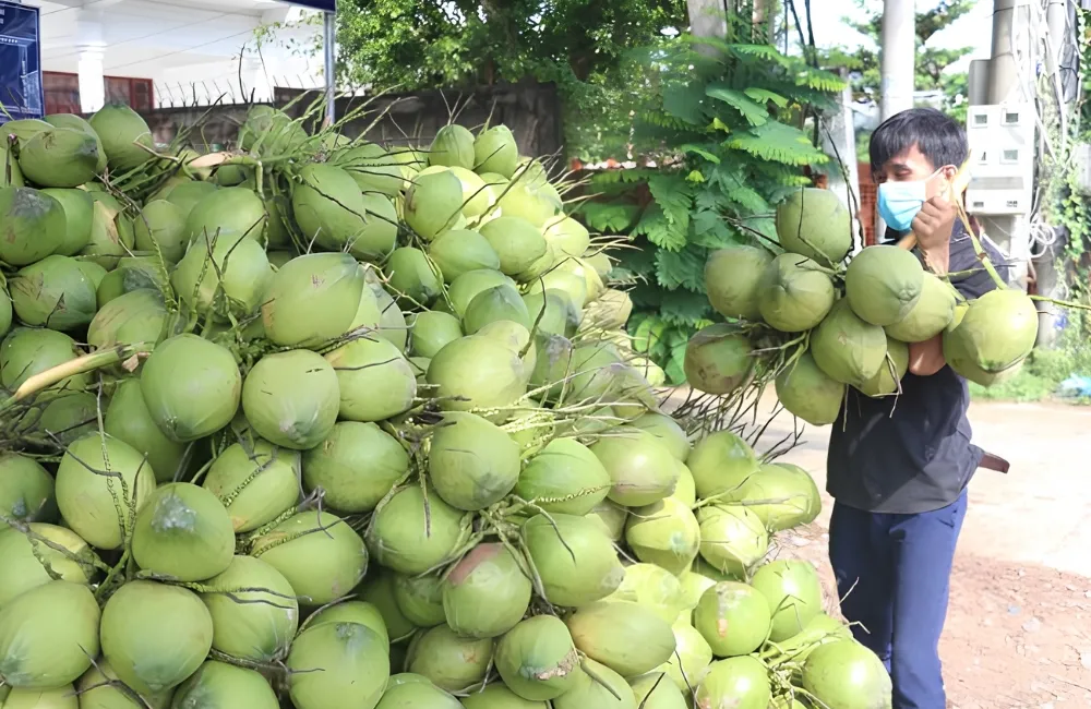 Hiệu quả kinh tế cây dừa Ta