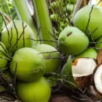 Hiệu quả kinh tế cây dừa Ta và công dụng của dầu dừa