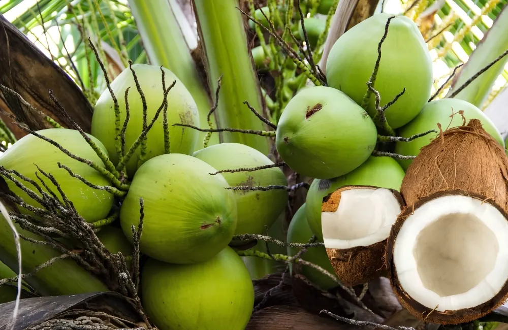 Hiệu quả kinh tế cây dừa Ta