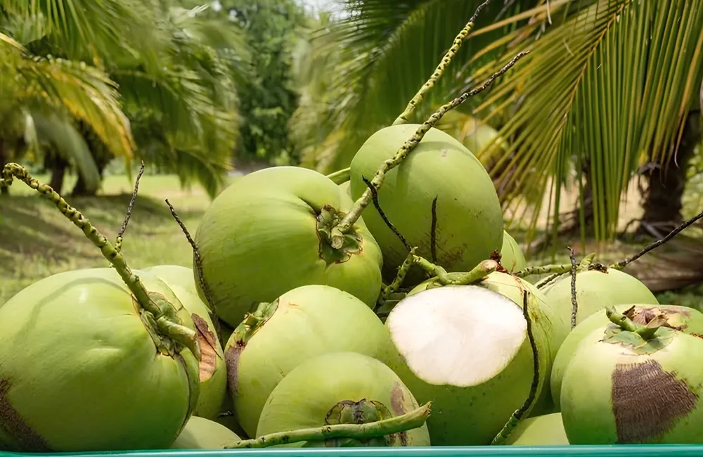 Hiệu quả kinh tế cây dừa Ta