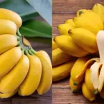 Hiệu quả kinh tế Chuối Cau Mẫn và tiềm năng phát triển