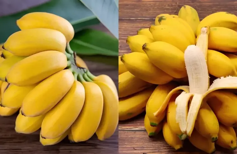 Hiệu quả kinh tế Chuối Cau Mẫn và tiềm năng phát triển