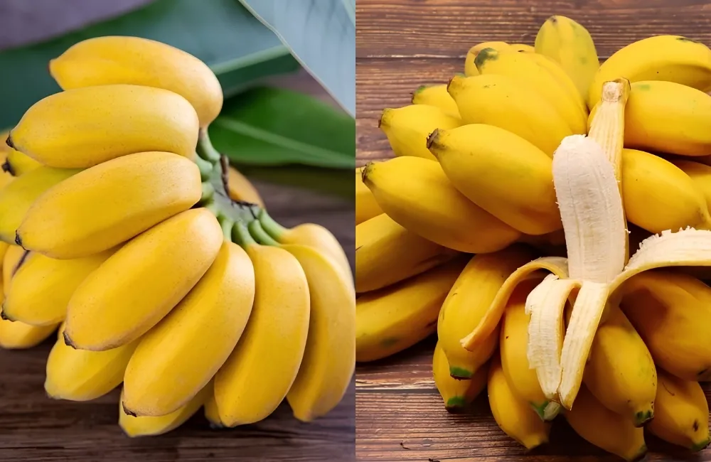Hiệu quả kinh tế chuối Cau Mẫn