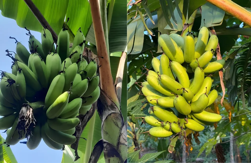 Hiệu quả kinh tế chuối Cau Mẫn