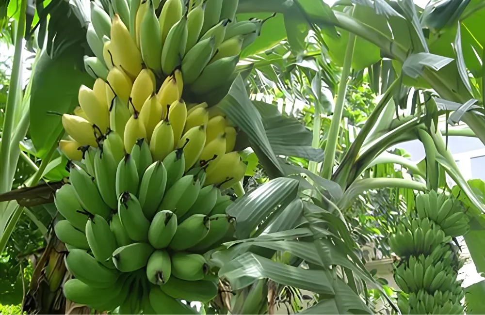 Hiệu quả kinh tế chuối Cau Mẫn