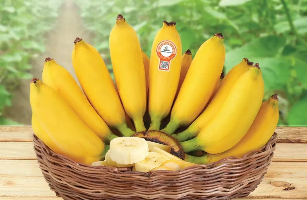 Hiệu quả kinh tế chuối Cau Mẫn