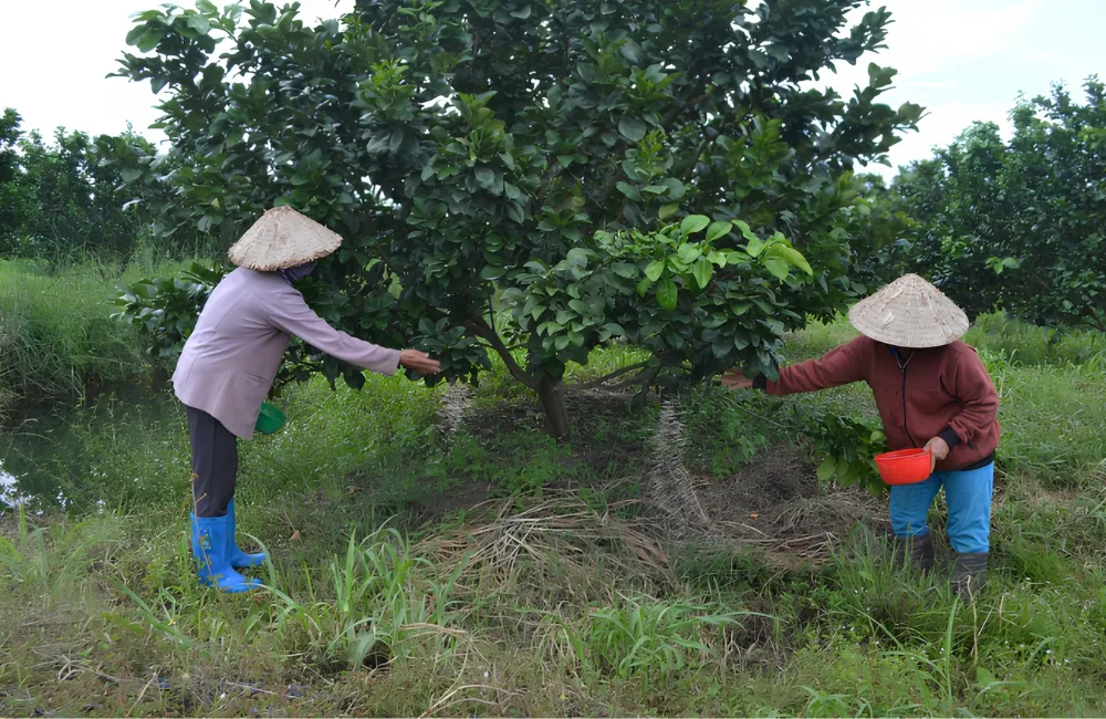 Kỹ thuật chăm sóc bưởi Ruby