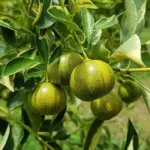Kỹ thuật chăm sóc Tắc Cẩm Thạch giúp cây khỏe,  lá đẹp