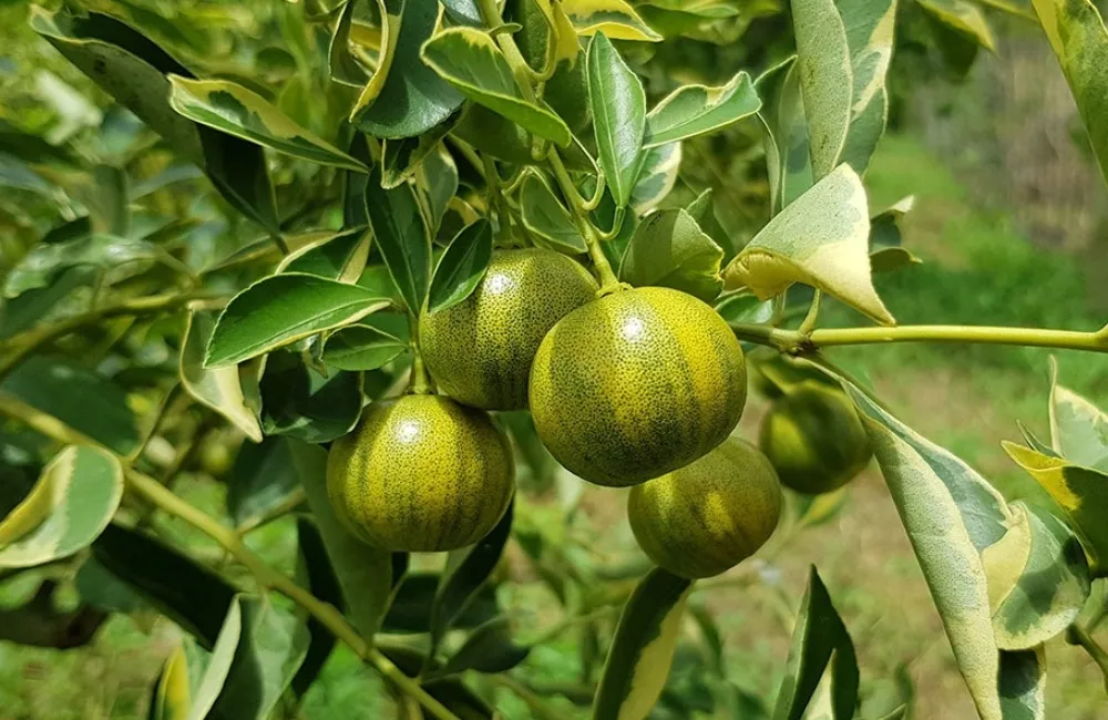 Kỹ thuật chăm sóc Tắc Cẩm Thạch 