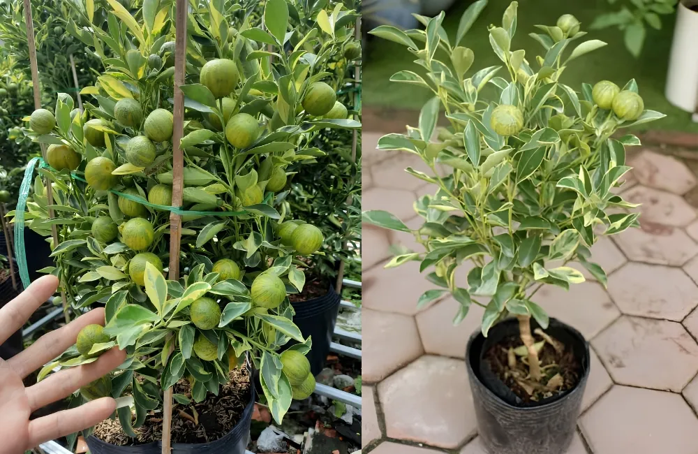 Kỹ thuật chăm sóc Tắc Cẩm Thạch
