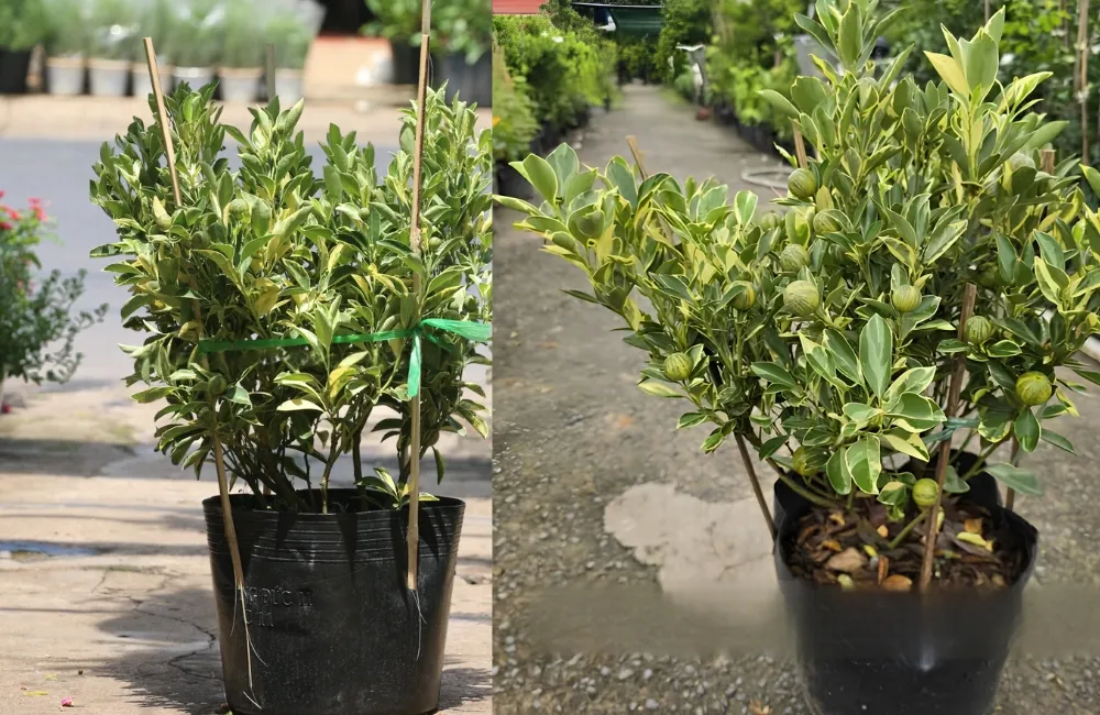 Kỹ thuật chăm sóc Tắc Cẩm Thạch