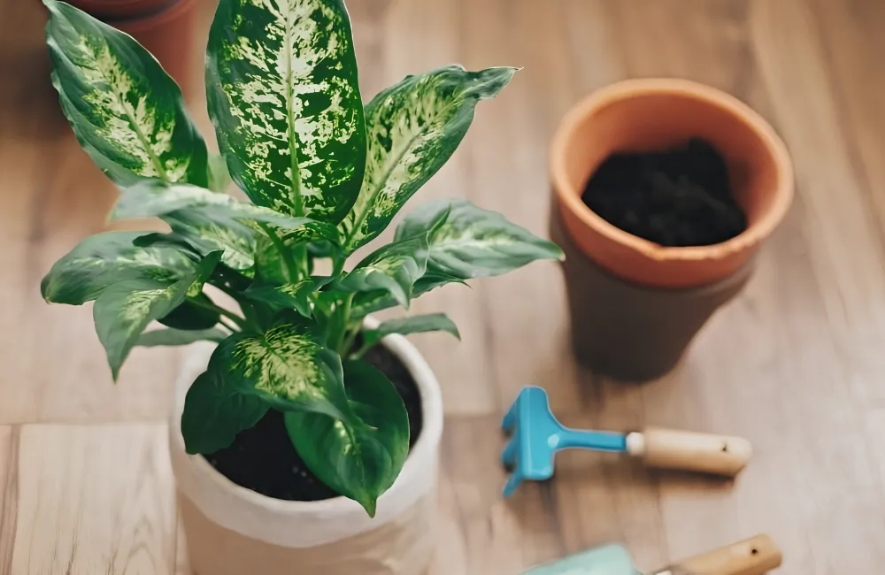 Kỹ thuật chăm sóc Vạn Lộc Xanh