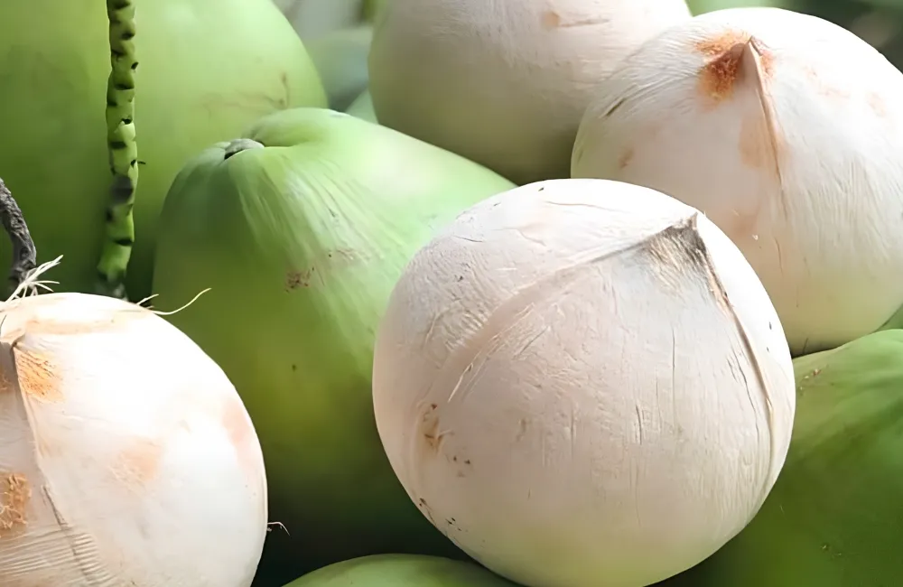 Kỹ thuật thu hoạch dừa Ta