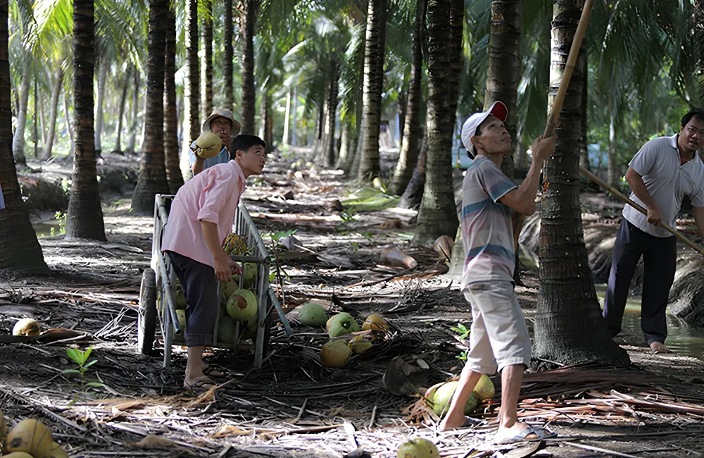Kỹ thuật thu hoạch dừa Ta