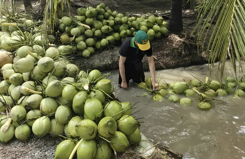 Kỹ thuật thu hoạch dừa Ta