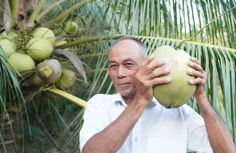 Kỹ thuật thu hoạch dừa Ta