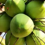 Kỹ thuật thu hoạch Dừa Ta đúng cách và cách bảo quản