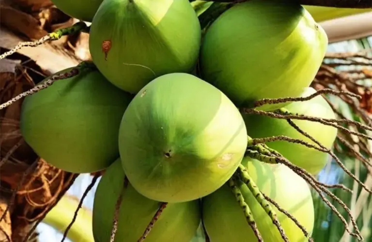 Kỹ thuật thu hoạch Dừa Ta đúng cách và cách bảo quản