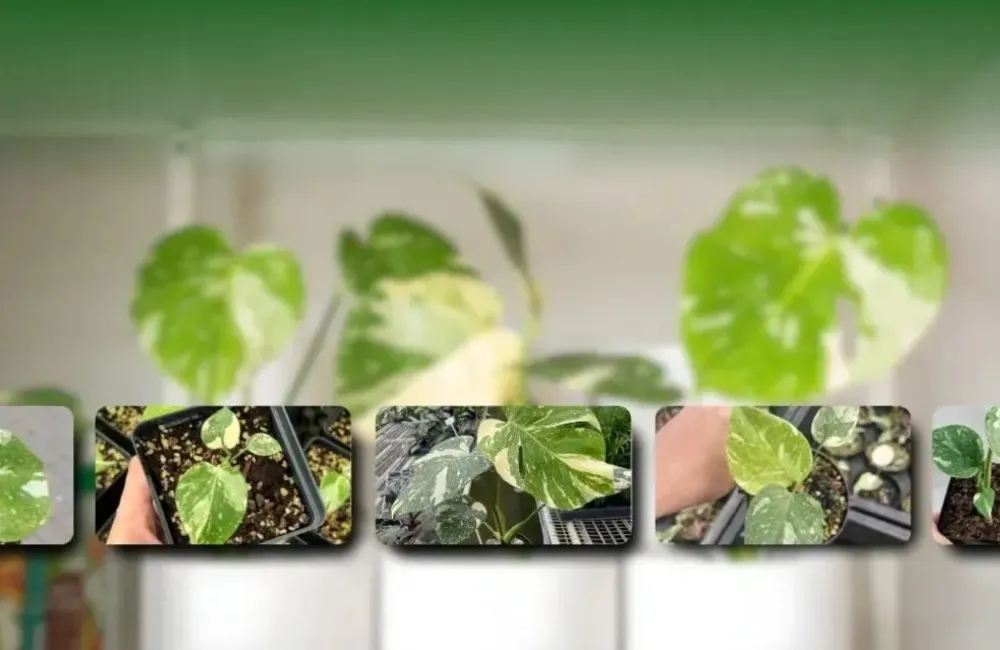 kỹ thuật trồng Monstera Borsigiana Albo cấy mô