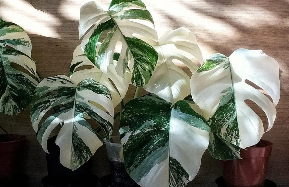 kỹ thuật trồng Monstera Borsigiana Albo cấy mô
