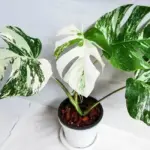 Kỹ Thuật Trồng Monstera Borsigiana Albo Cấy Mô Đúng Cách